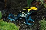Cobalt Blue Poison Dart Frog Dendrobates tinctorius