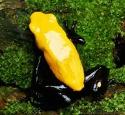 Yellow Splashback Poison Dart Frog Galactonotus