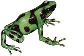 GREEN AND BLACK POISON DART FROG