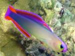 Purple Firefish Nemateleotris decora