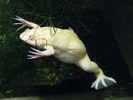 Albino African Underwater Frogs Xenopus laevis
