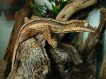 Lined Leaftail Gecko